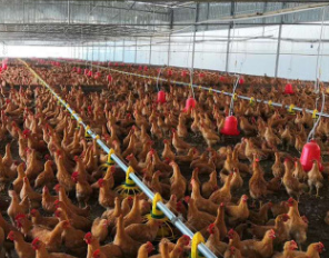 肉鸡养殖设备厂家(图3)