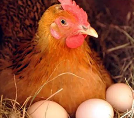 产蛋鸡产蛋下降原因是哪些？(图1)